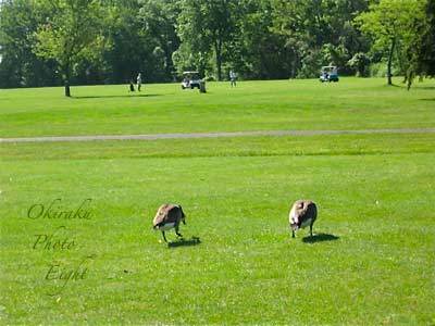 a-Golfki10-5.jpg