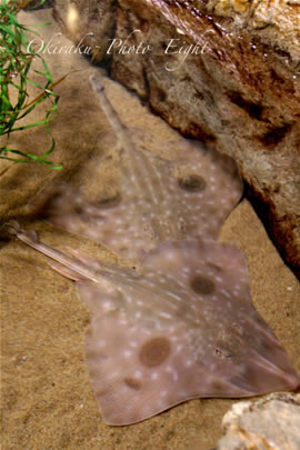 a-SFaqu09-4.jpg