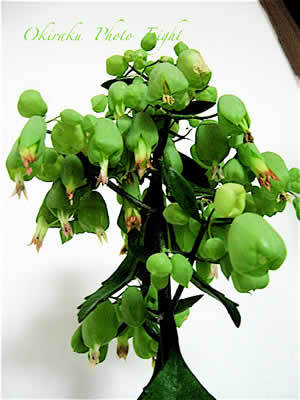 a-berusonogo09-4.jpg