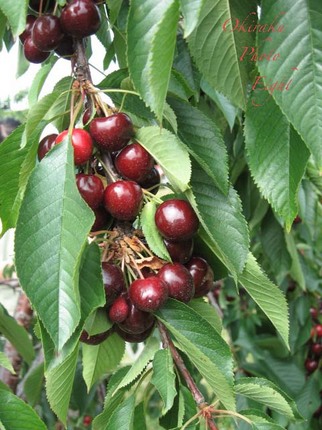 a-cherrypick3.jpg