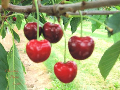 a-cherrypick7.jpg
