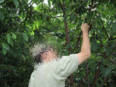 a-cherrypick8.jpg