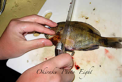 a-cook09-1.jpg