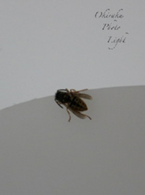 a-flyh6.jpg