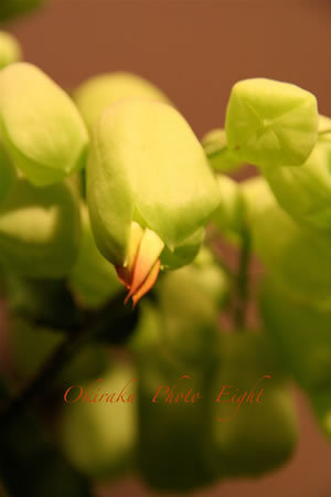 a-green09-12.jpg