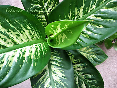 a-green09-18.jpg