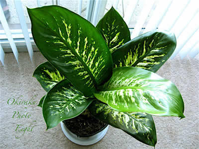 a-hana09-30.jpg