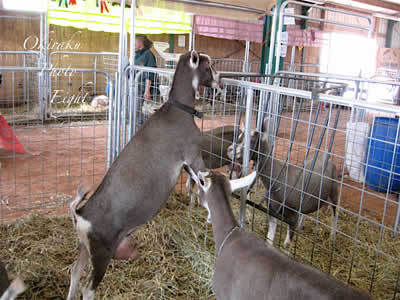 a-nfare09-45.jpg