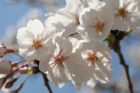 j-sakura11.jpg