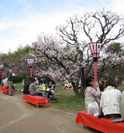 j-umeohanami2.jpg
