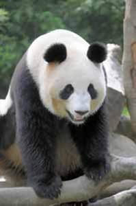 panda.jpg